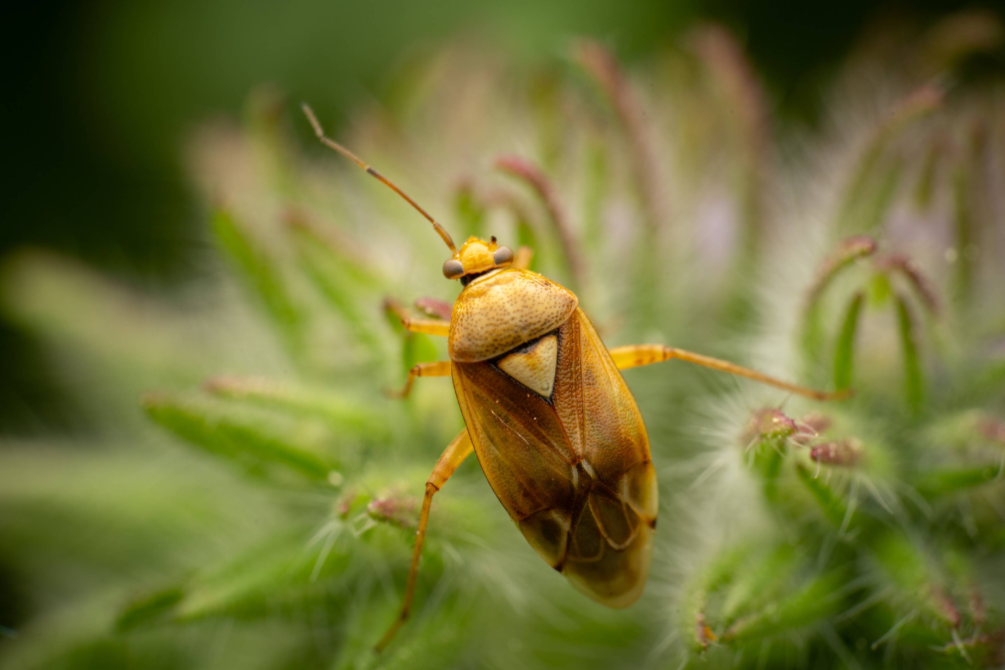 Lygus pratensis | Lygus pratensis