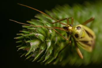 Two-spotted Grass Bug