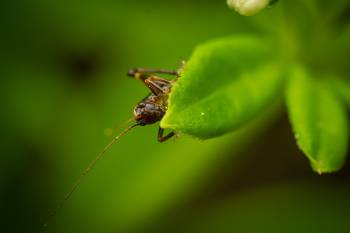 Dark Bush-cricket | Dark Bush-cricket