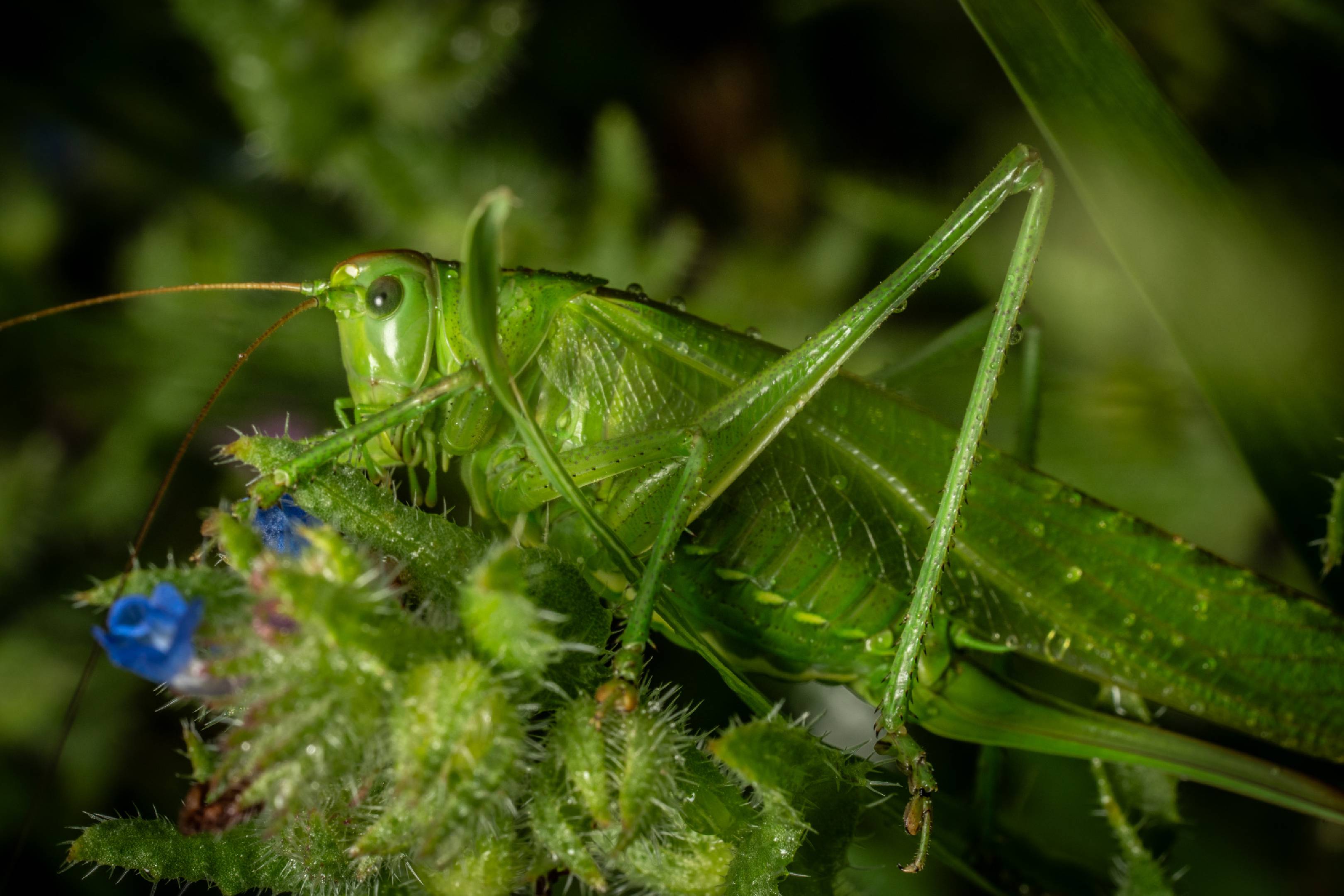 Great Green Bush-cricket | Great Green Bush-cricket