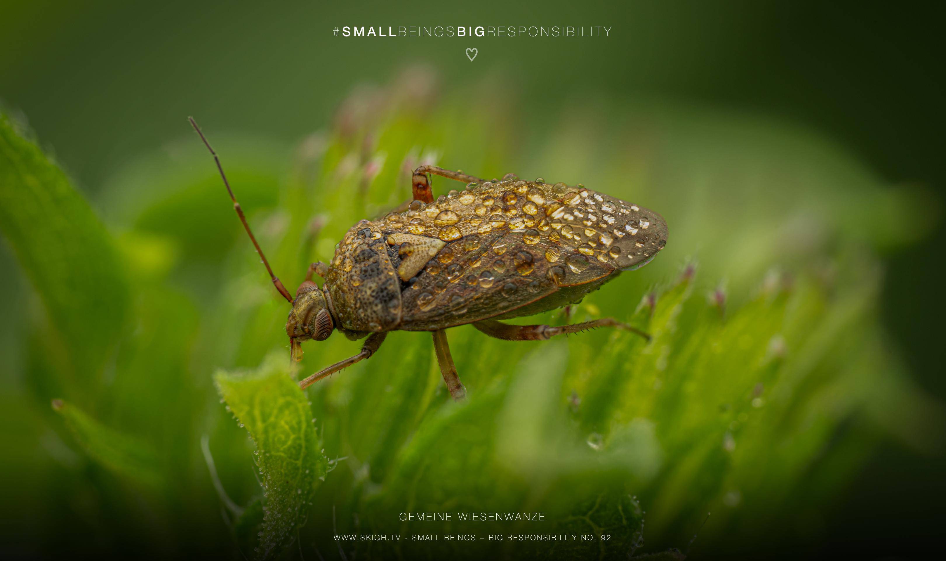 Gemeine Wiesenwanze | 1/250s * f13 * ISO 200 * 90mm - FE 90mm F2.8 Macro G OSS - Sony α7R V Gemeine Wiesenwanze