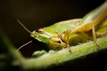 Great Green Bush-cricket
