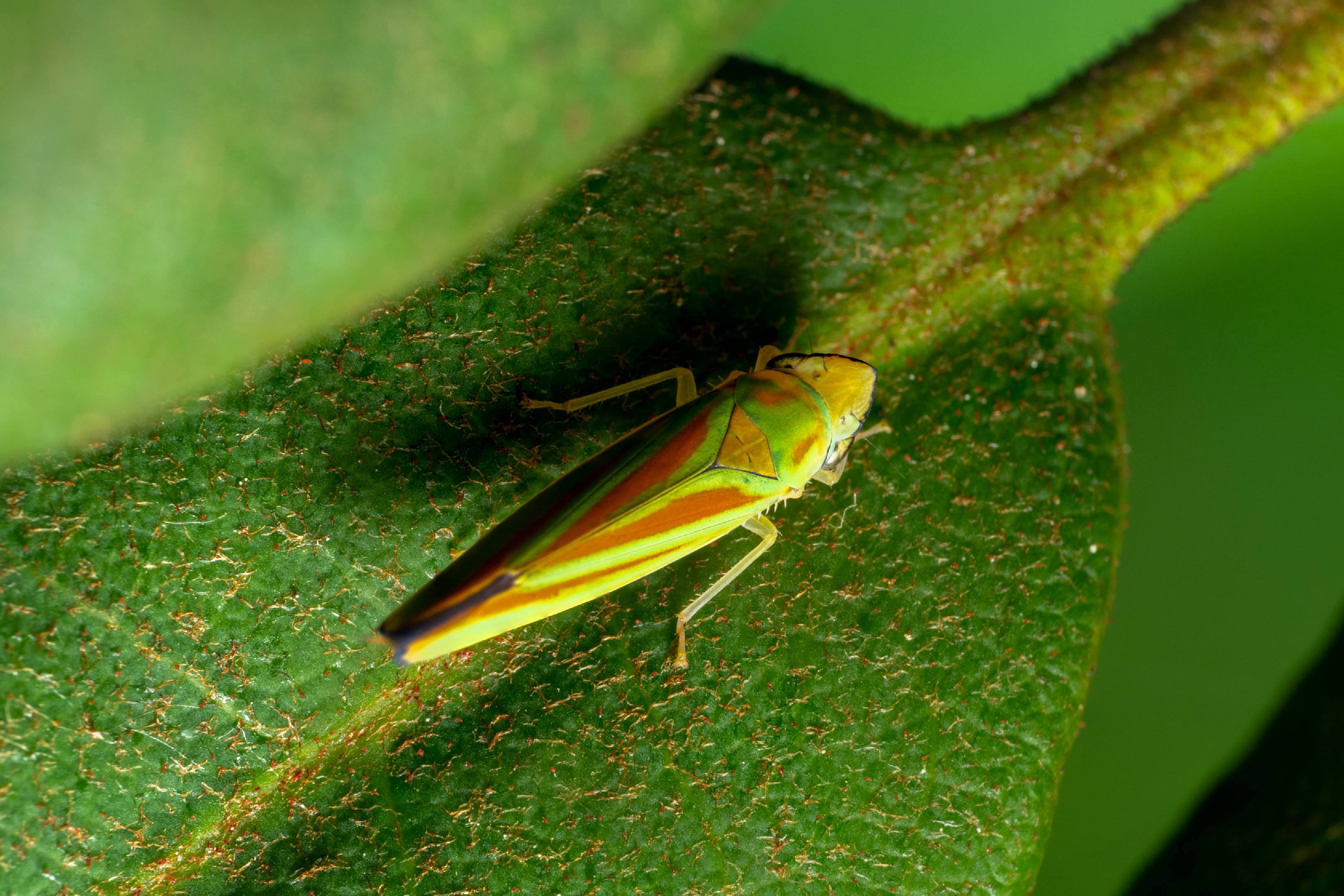 Rhododendron Leafhopper | Rhododendron Leafhopper