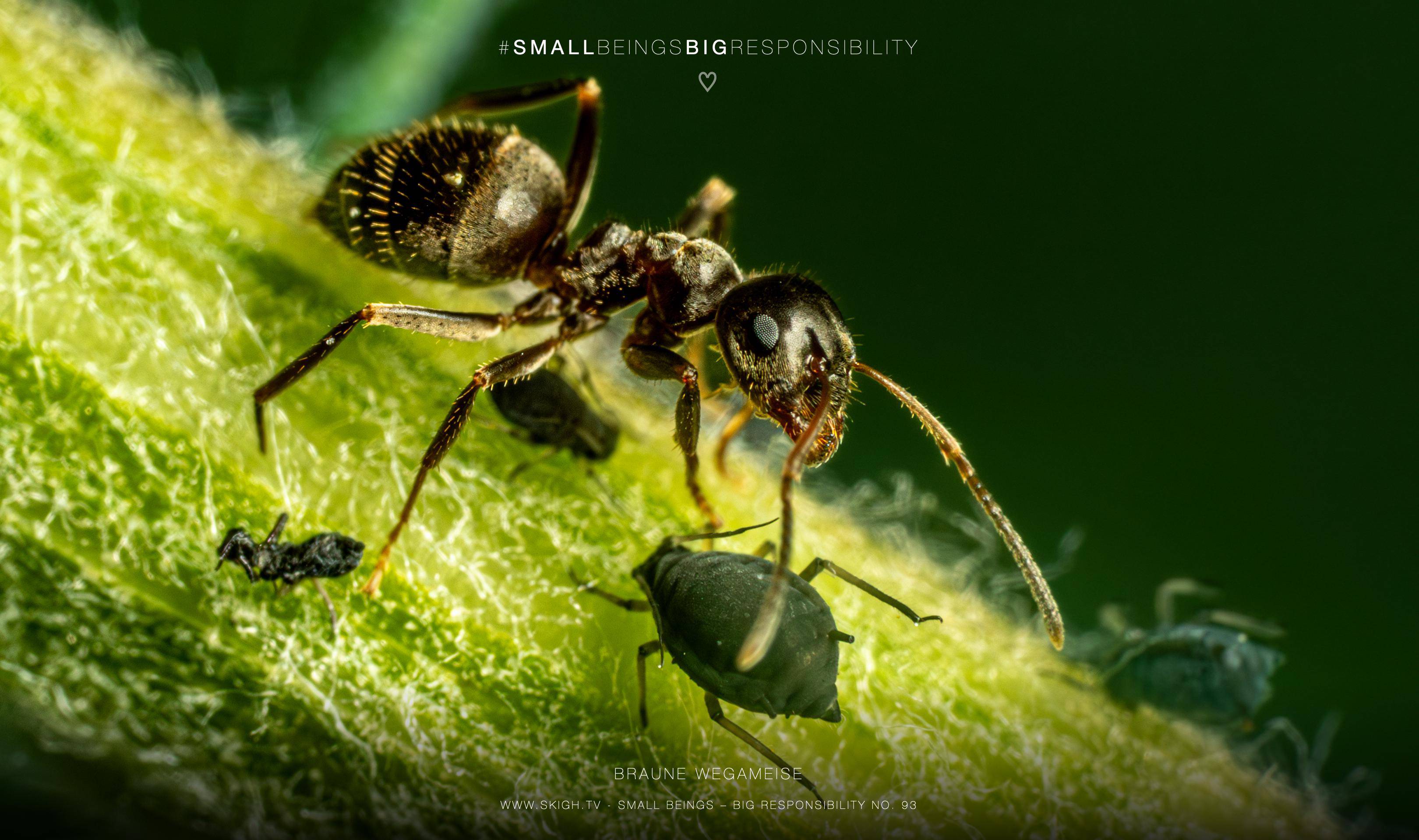 Braune Wegameise | 1/250s * f14 * ISO 640 * 90mm - FE 90mm F2.8 Macro G OSS - Sony α7R V Braune Wegameise