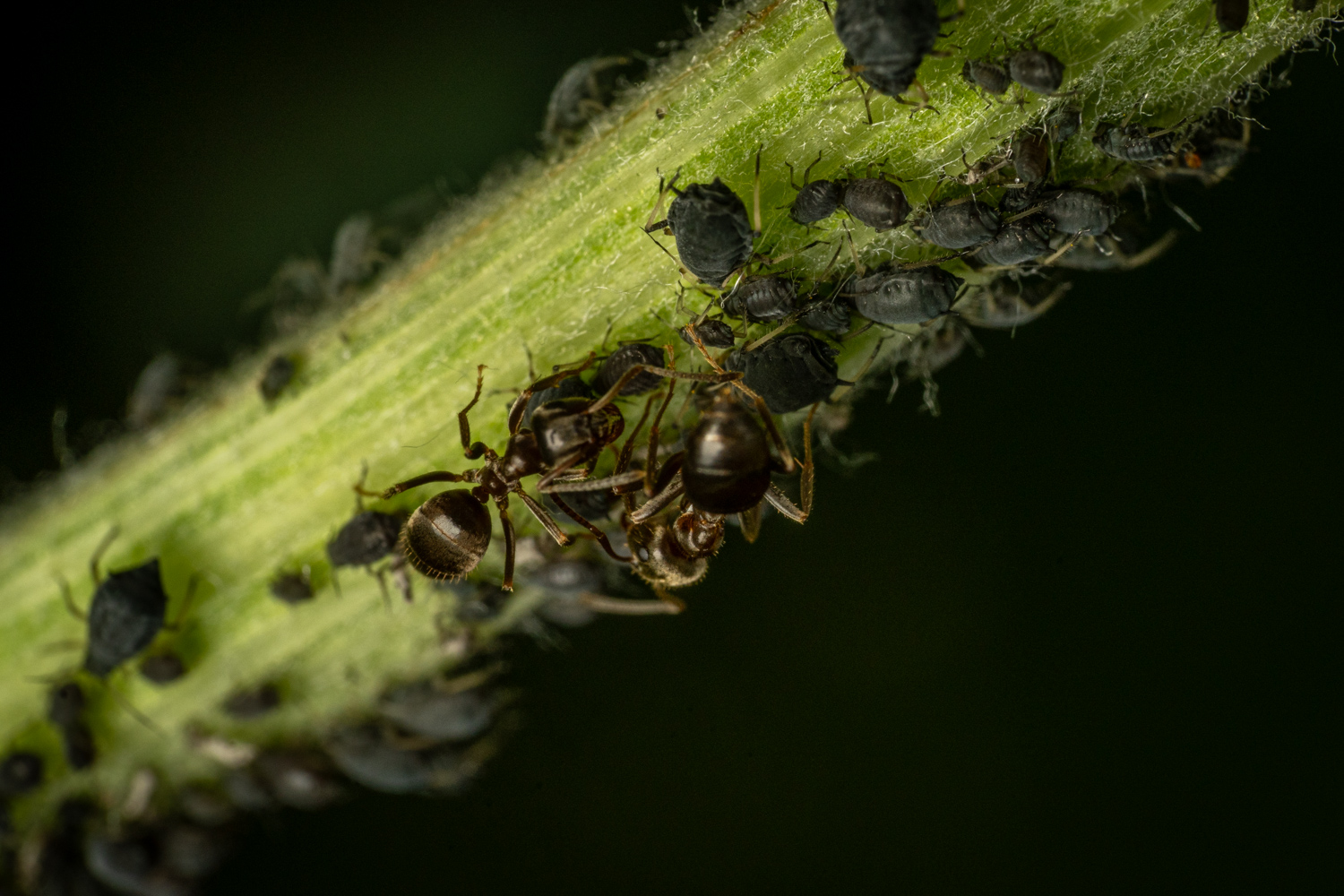 Braune Wegameise | 1/250s * f14 * ISO 640 * 90mm - FE 90mm F2.8 Macro G OSS - Sony α7R V Braune Wegameise