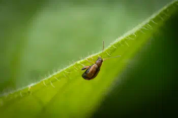 Luperaltica