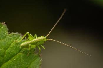 Tettigonia