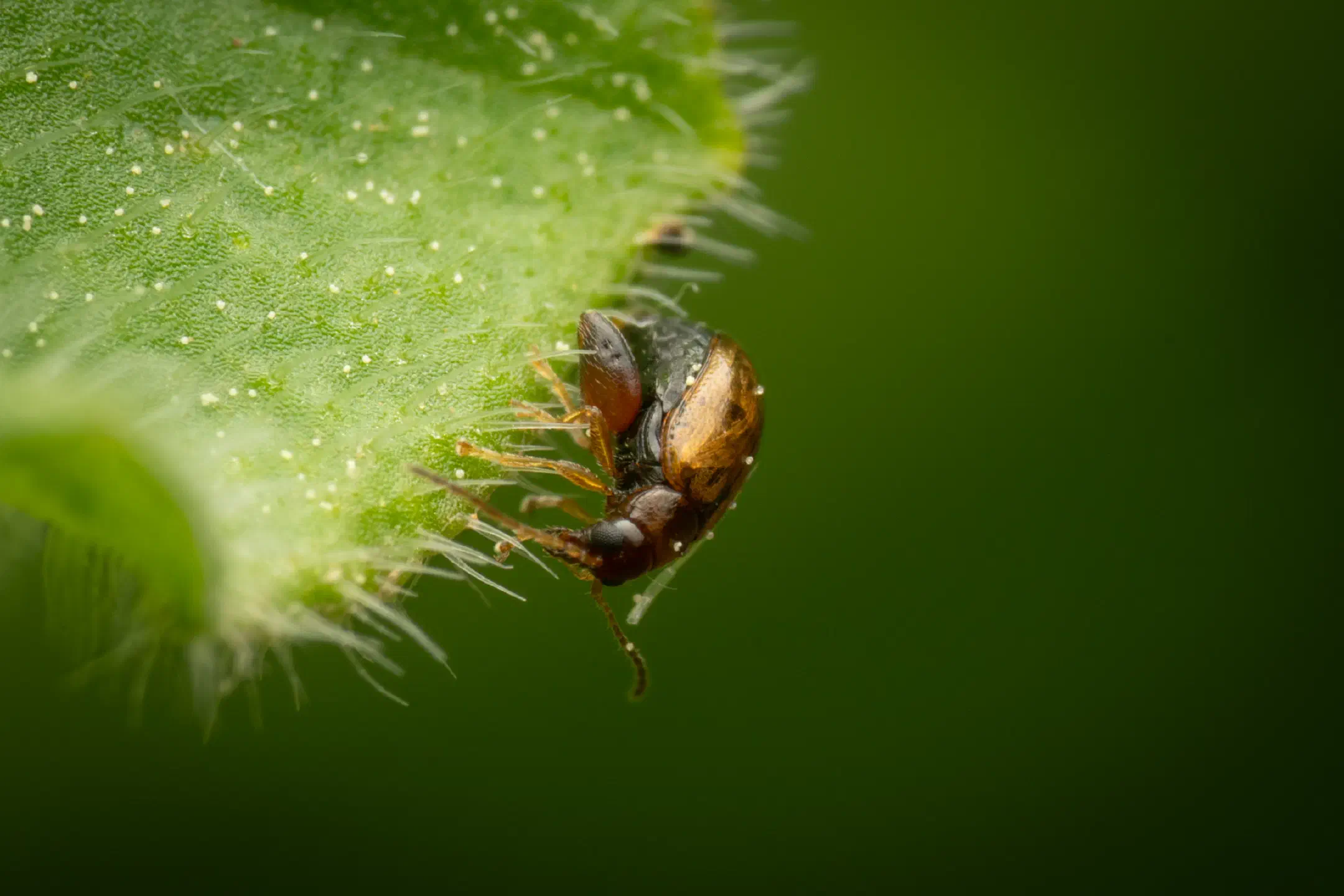 Flea Beetles