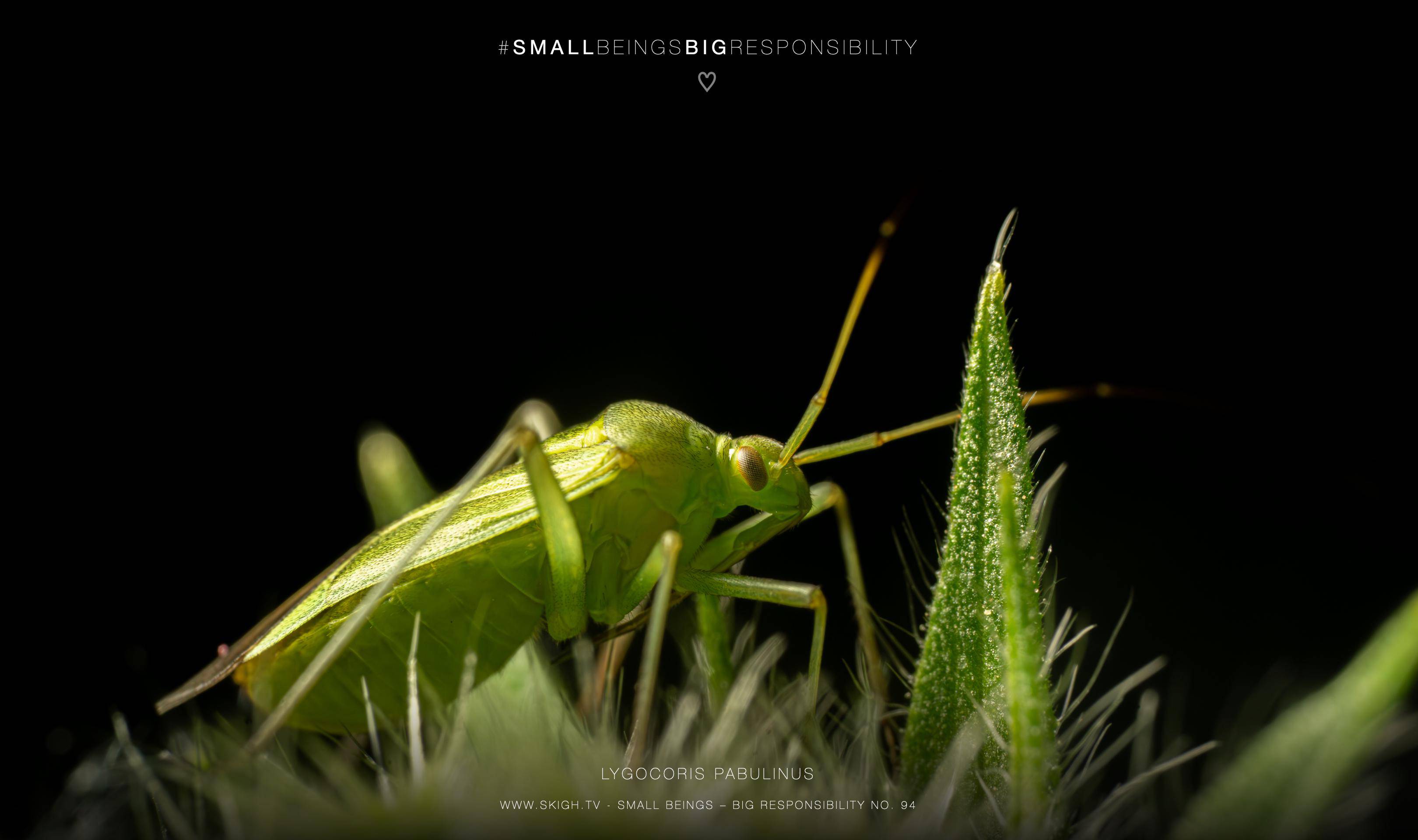 Lygocoris pabulinus | 1/250s * f14 * ISO 640 * 90mm - FE 90mm F2.8 Macro G OSS - Sony α7R V Lygocoris pabulinus