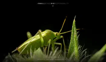 Lygocoris pabulinus