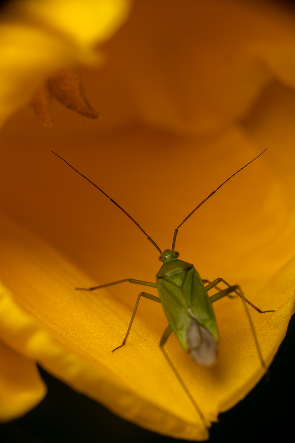 Lygocoris pabulinus | 1/250s * f14 * ISO 640 * 90mm - FE 90mm F2.8 Macro G OSS - Sony α7R V Lygocoris pabulinus