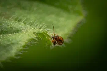 Flea Beetles