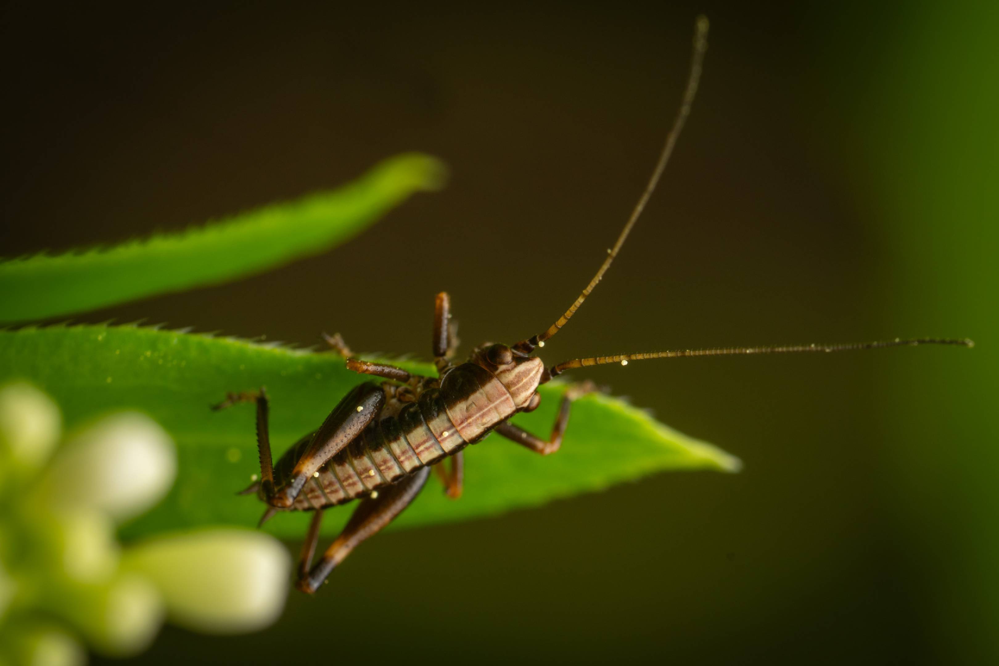 Dark Bush-cricket