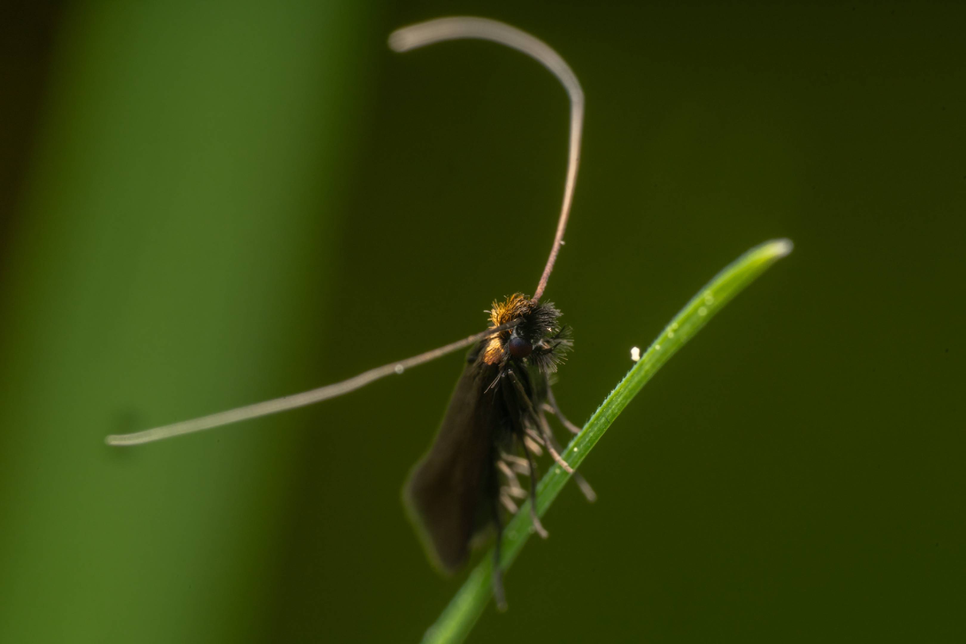 Meadow Longhorn