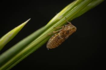 Dicranotropis hamata