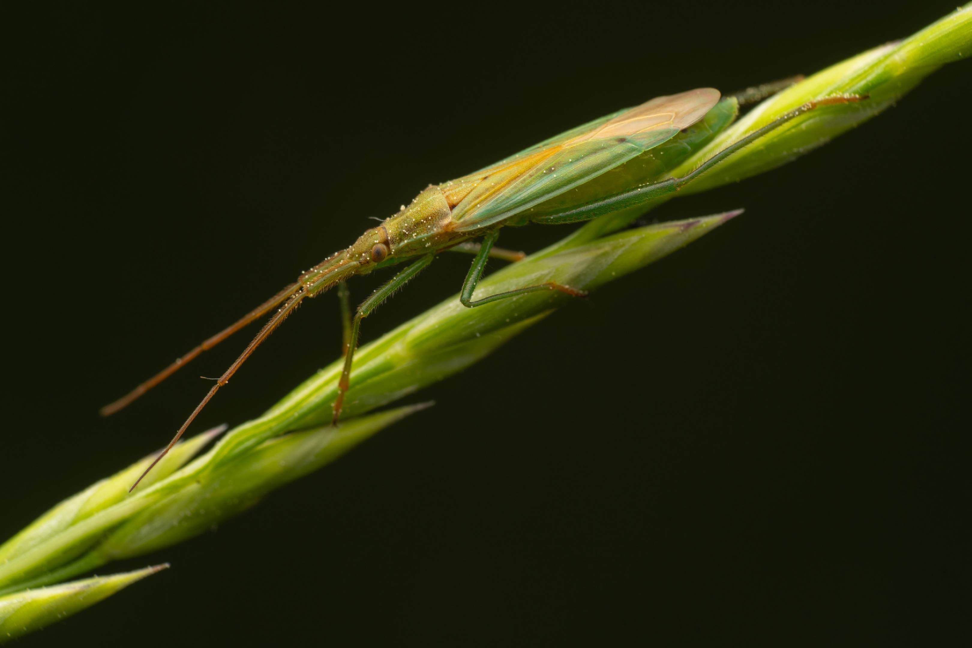 Megaloceroea recticornis
