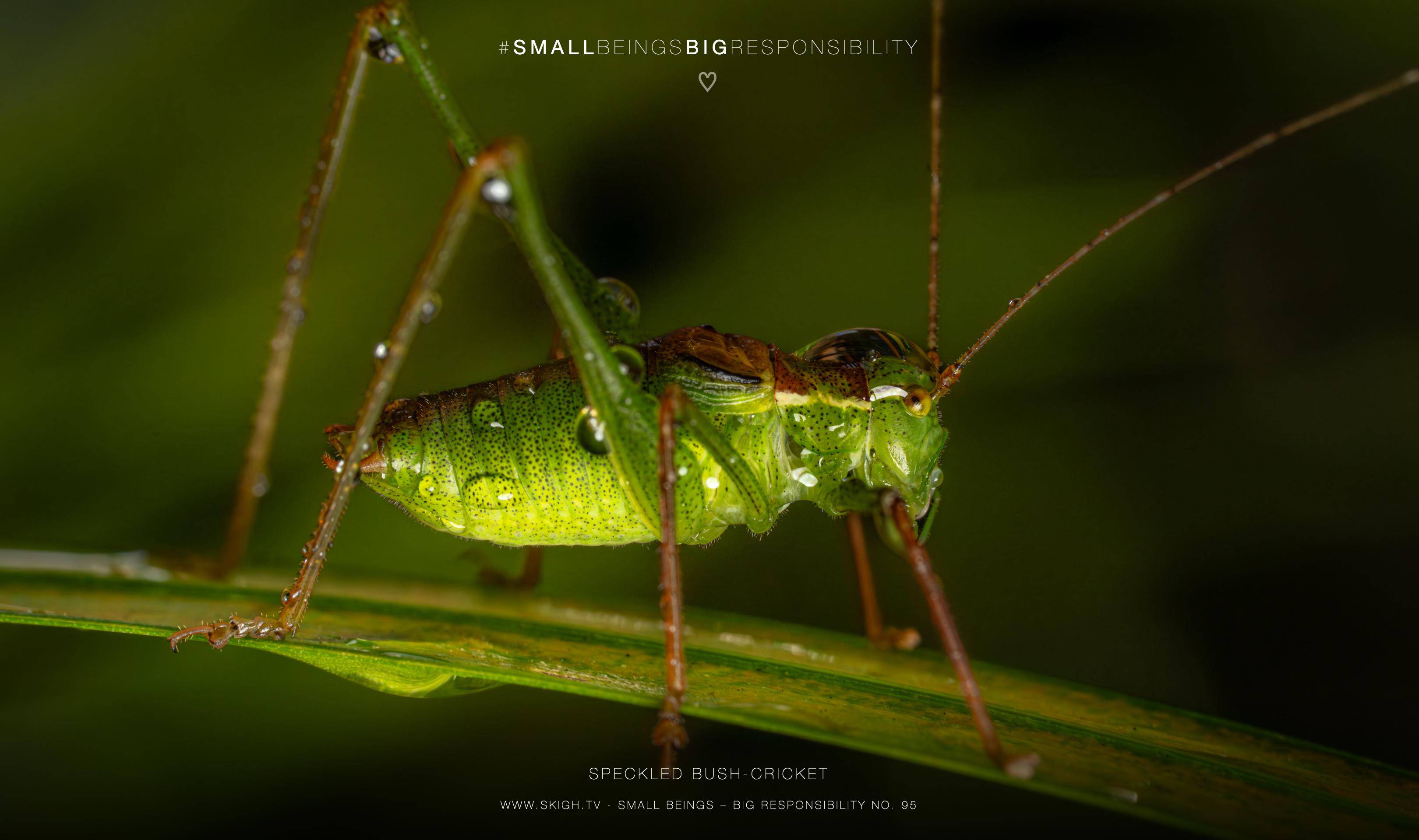 speckled bush-cricket | 1/250s * f13 * ISO 400 * 90mm - FE 90mm F2.8 Macro G OSS - Sony α7R V speckled bush-cricket