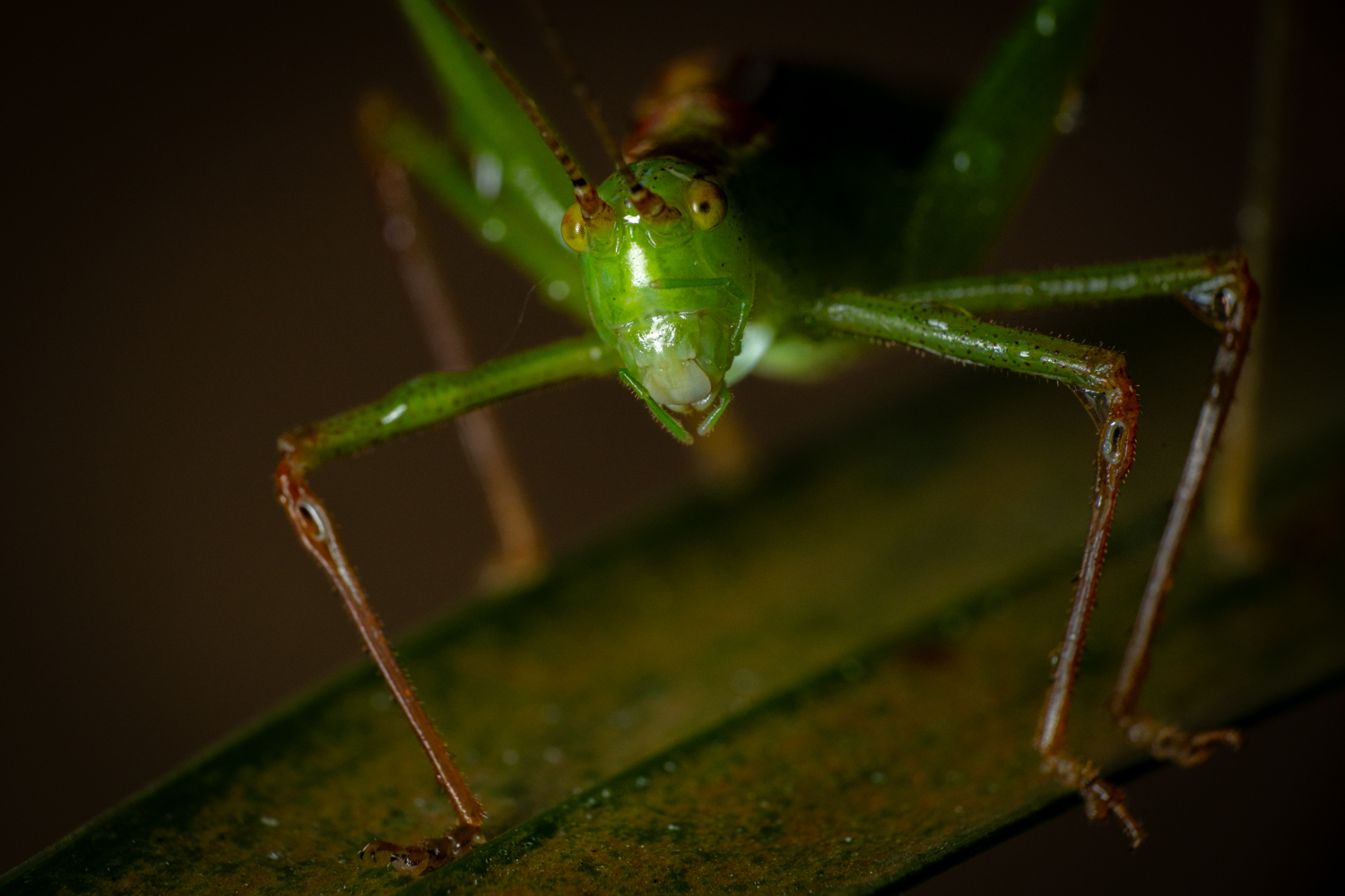 speckled bush-cricket | 1/250s * f13 * ISO 400 * 90mm - FE 90mm F2.8 Macro G OSS - Sony α7R V speckled bush-cricket