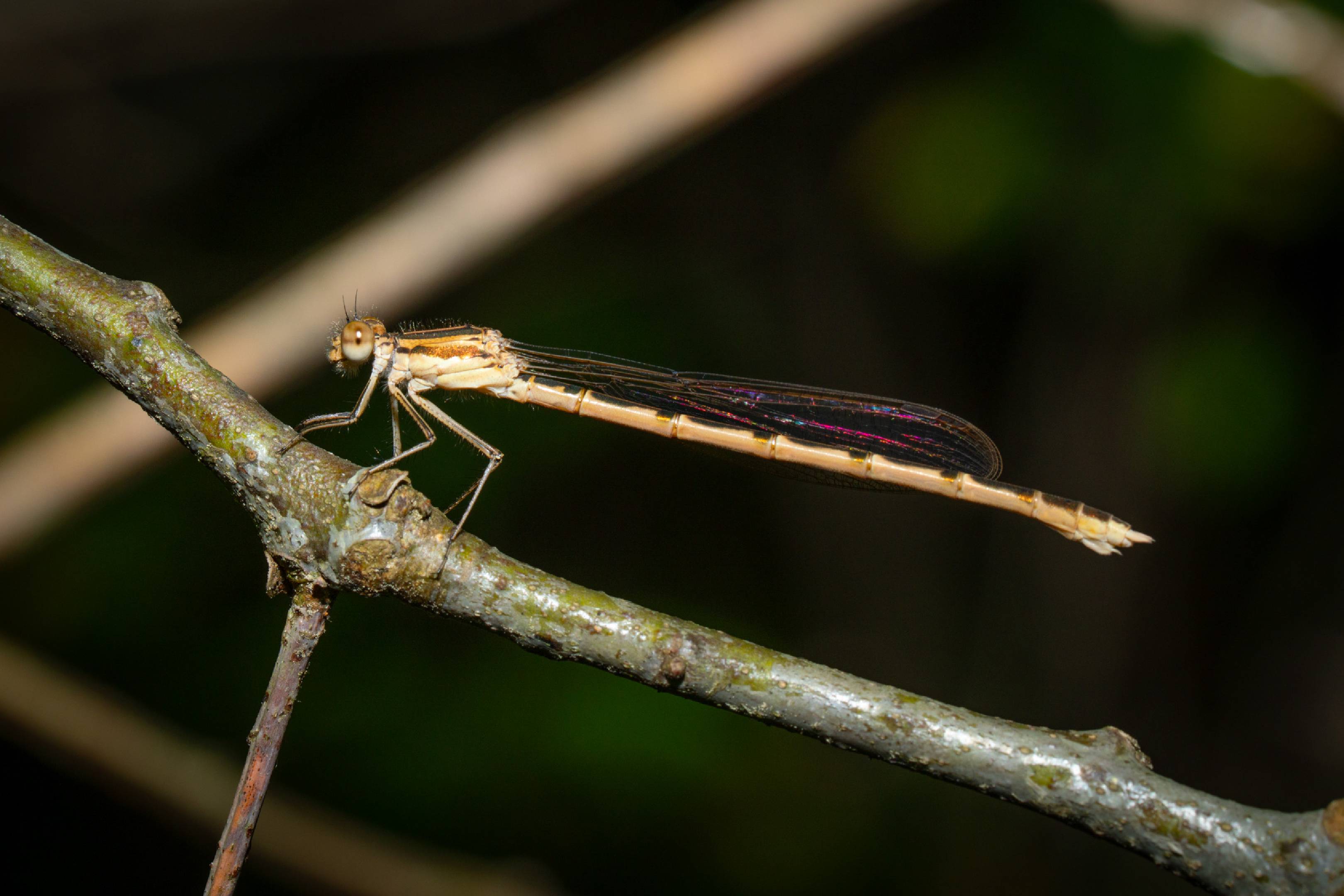 Common Winter Damselfly | Common Winter Damselfly