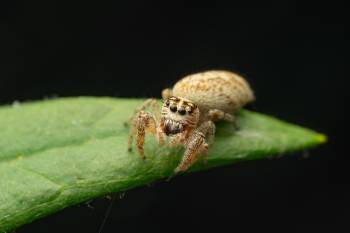 Mile End Jumping Spider