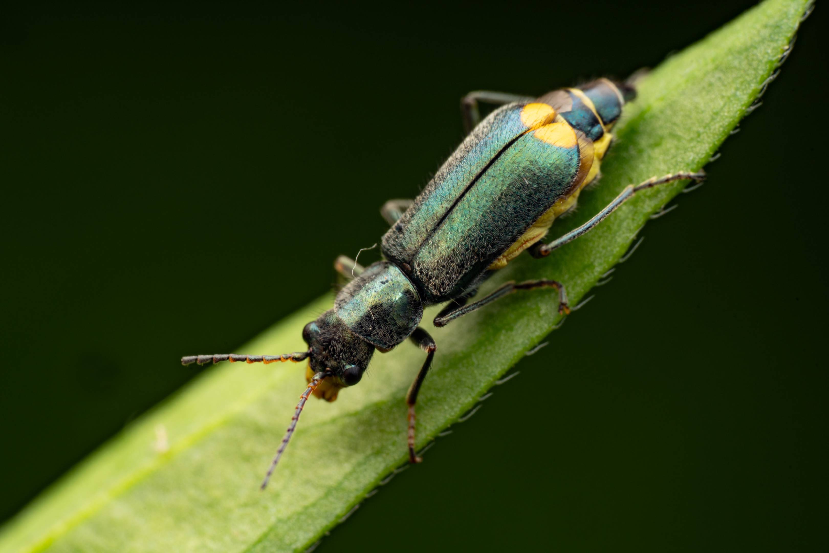 Yellow-fronted Soft-winged Flower Beetle