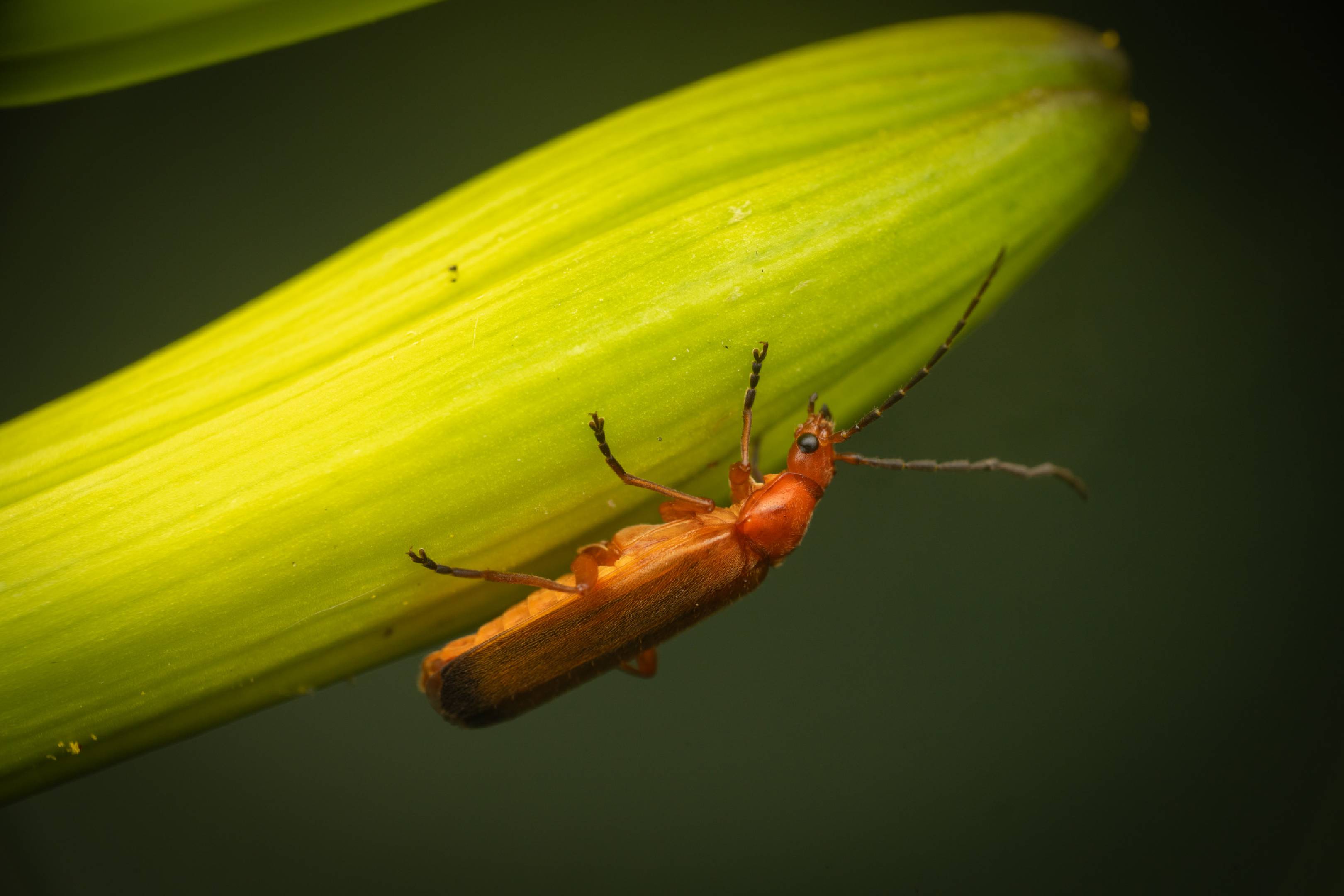 Common Red Soldier Beetle