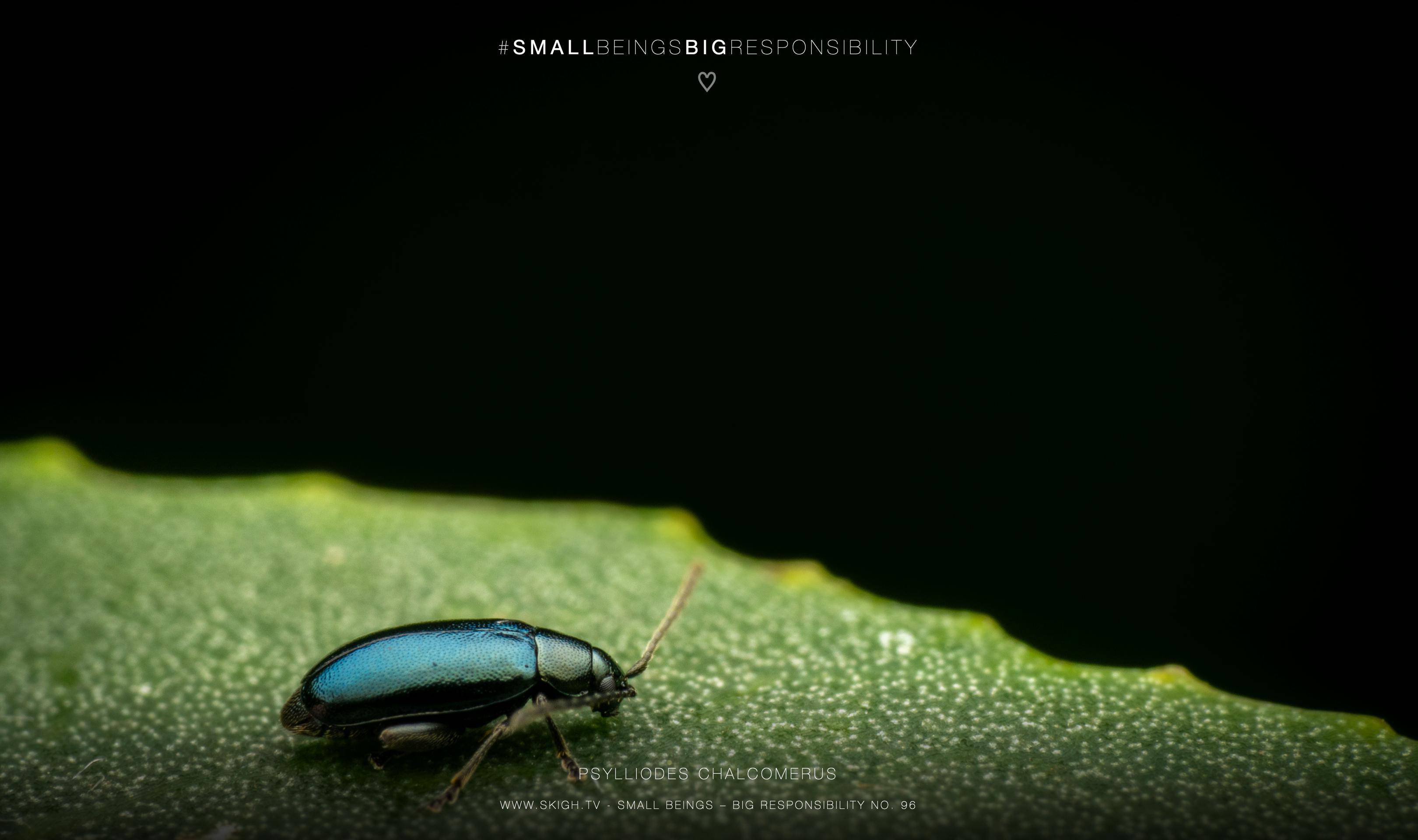 Psylliodes chalcomerus | 1/200s * f14 * ISO 200 * 90mm - FE 90mm F2.8 Macro G OSS - Sony α7R V Psylliodes chalcomerus