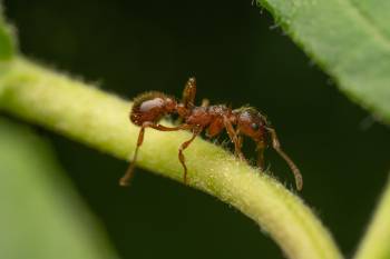 Myrmicine Ants