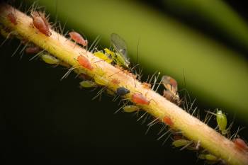 Rose Aphid
