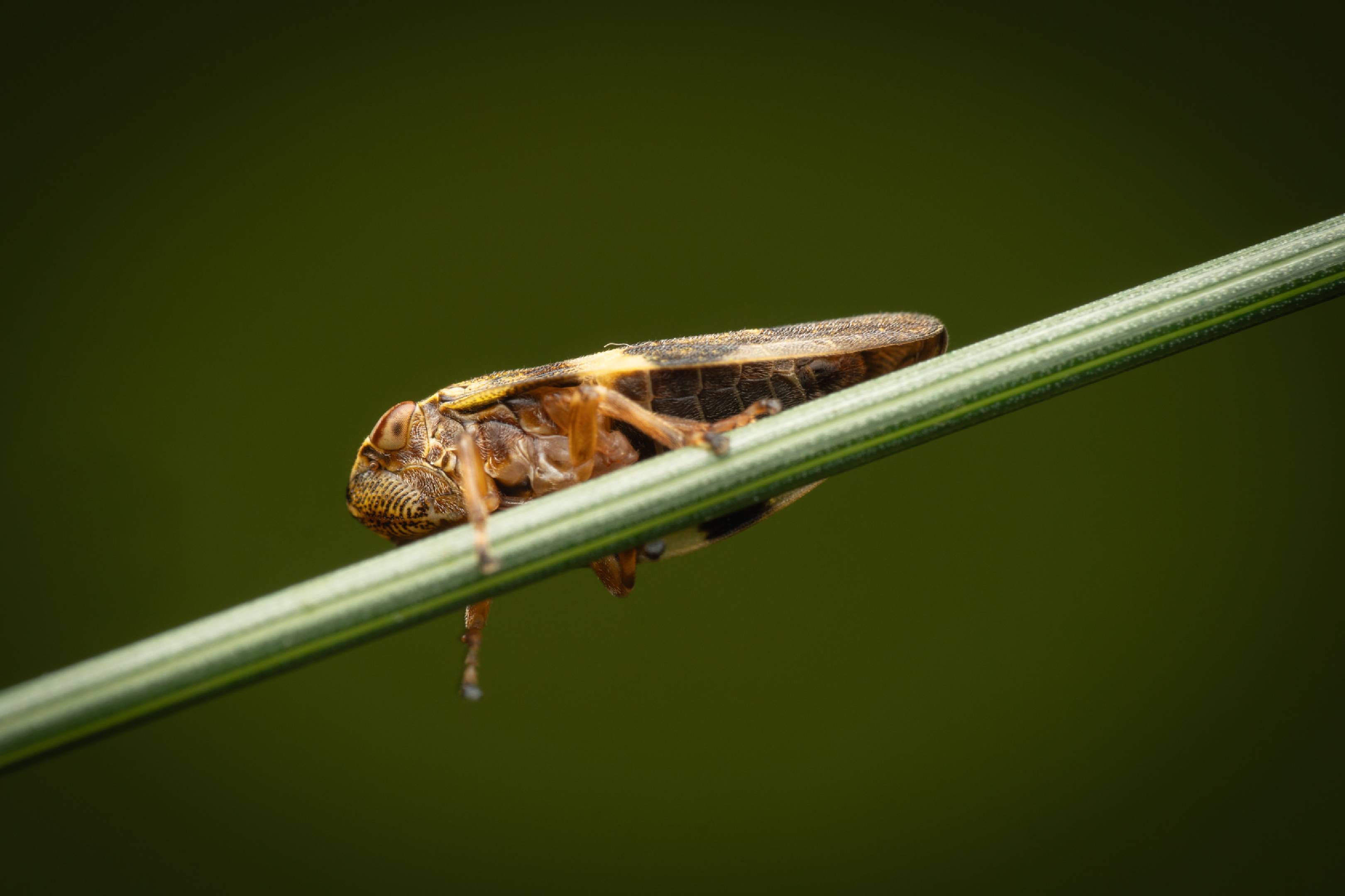 Alder Spittlebug