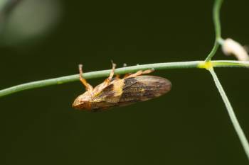Alder Spittlebug