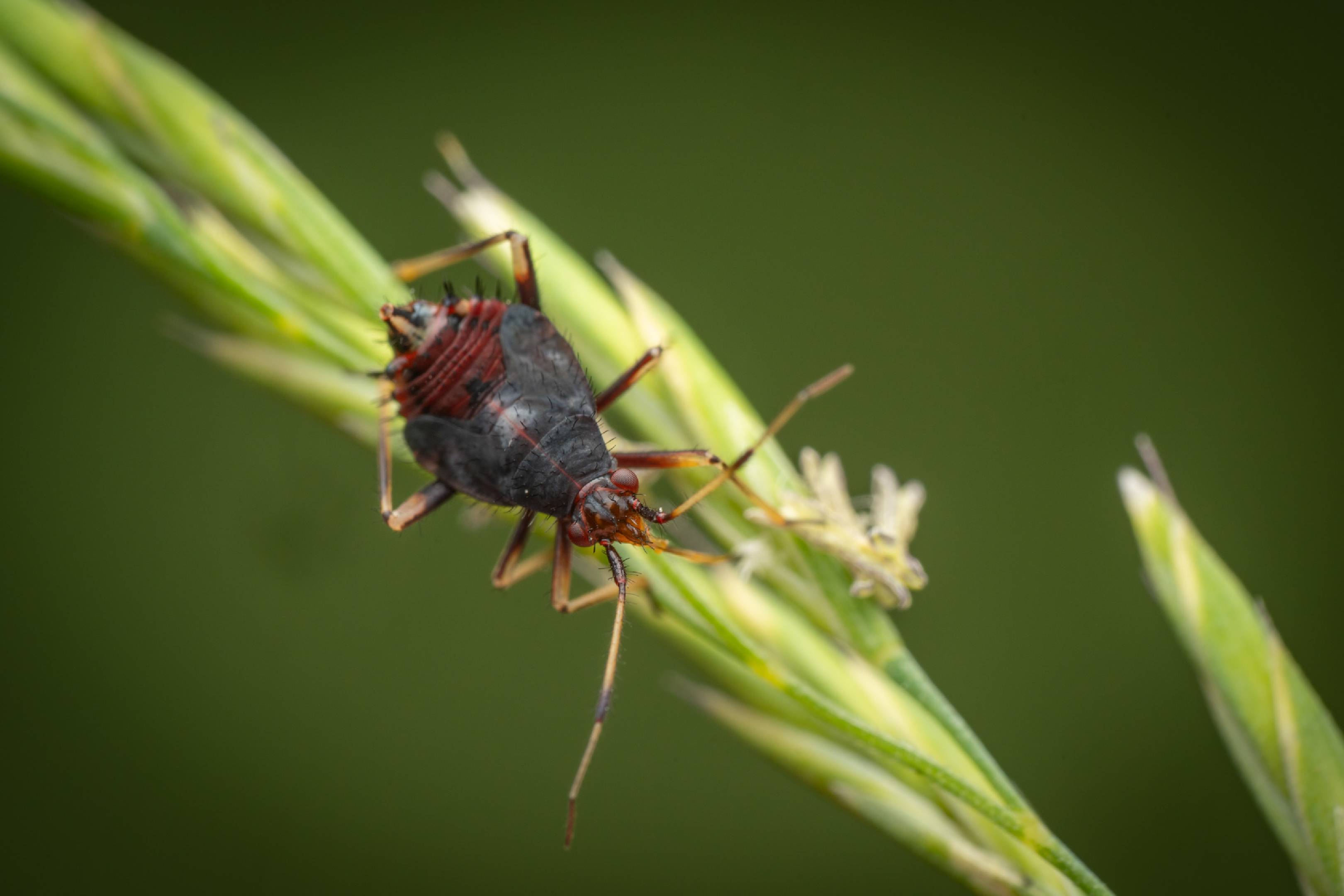 red-spotted plant bug