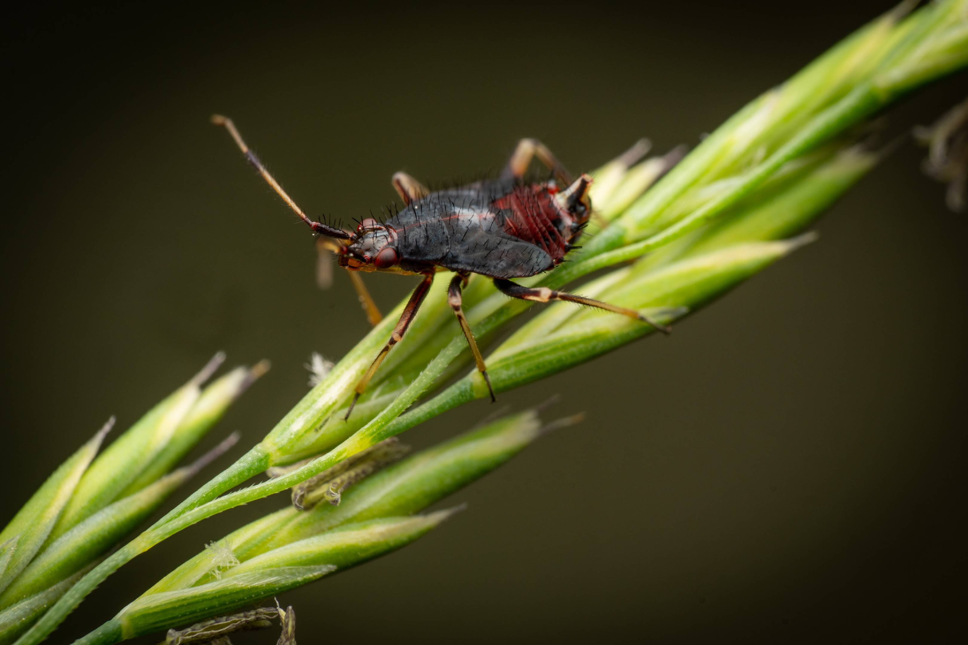 red-spotted plant bug