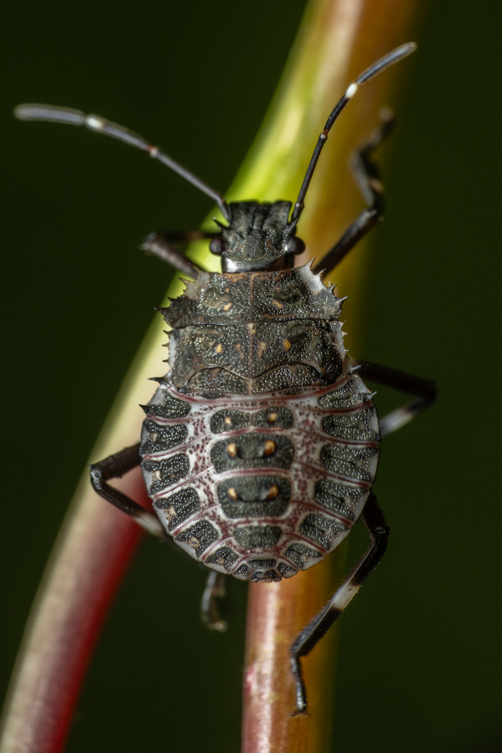 red-legged shieldbug | 1/250s * f14 * ISO 400 * 90mm - FE 90mm F2.8 Macro G OSS - Sony α7R V red-legged shieldbug