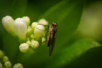 Lonchoptera