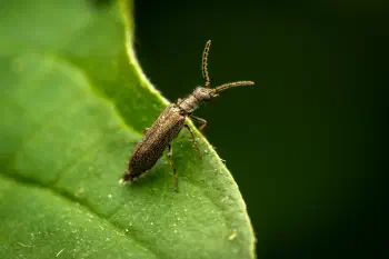 Dasytes plumbeus