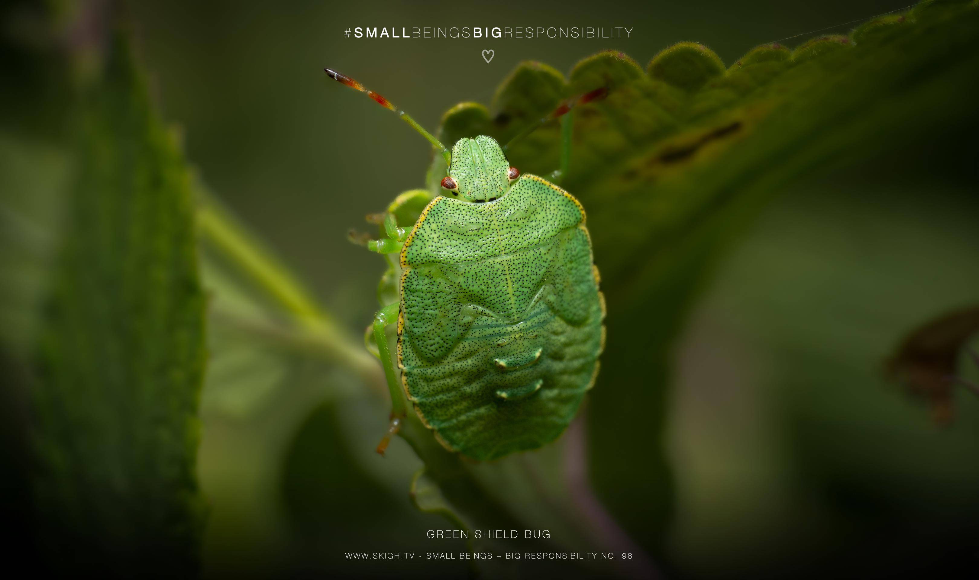 green shield bug | 1/250s * f13 * ISO 400 * 90mm - FE 90mm F2.8 Macro G OSS - Sony α7R V green shield bug