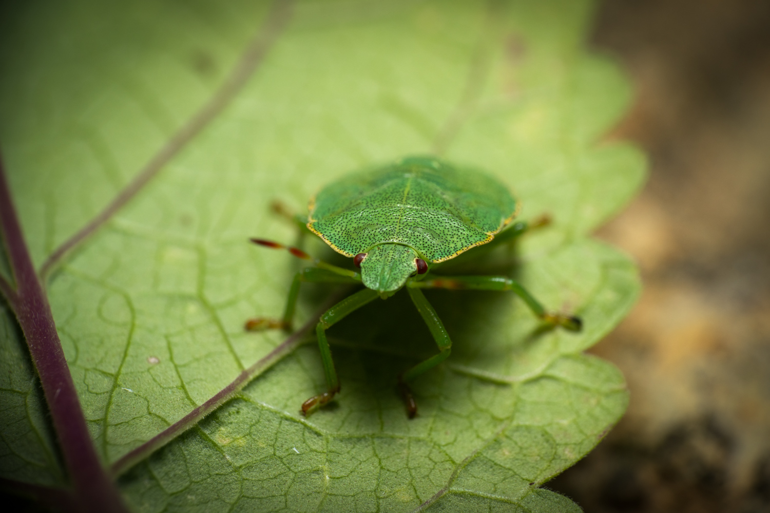 green shield bug | 1/250s * f13 * ISO 400 * 90mm - FE 90mm F2.8 Macro G OSS - Sony α7R V green shield bug