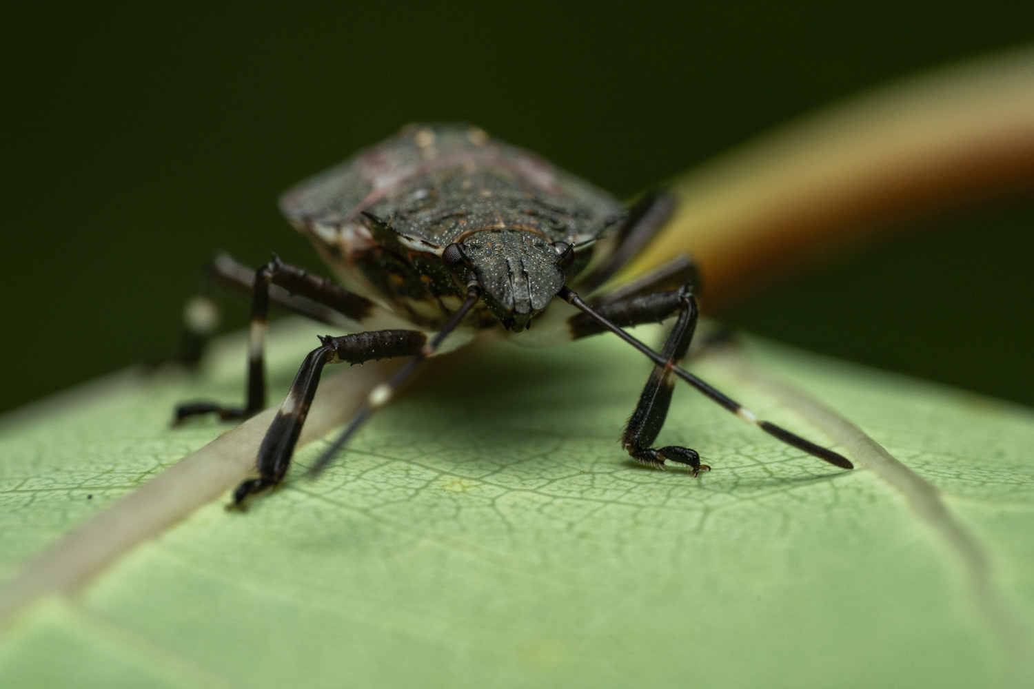 red-legged shieldbug | 1/250s * f14 * ISO 400 * 90mm - FE 90mm F2.8 Macro G OSS - Sony α7R V red-legged shieldbug
