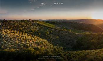 Tuscan olive gardens