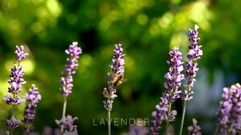 Lavender